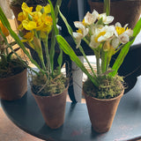 Potted Waxed Daffodils