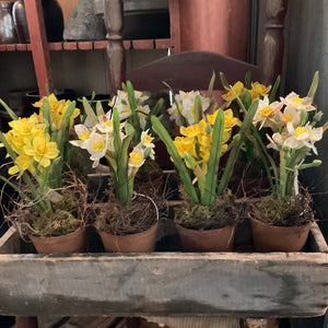 Potted Waxed Daffodils