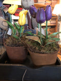 Potted Waxed Tulips